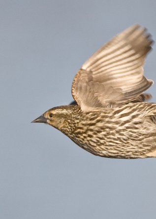 flicker