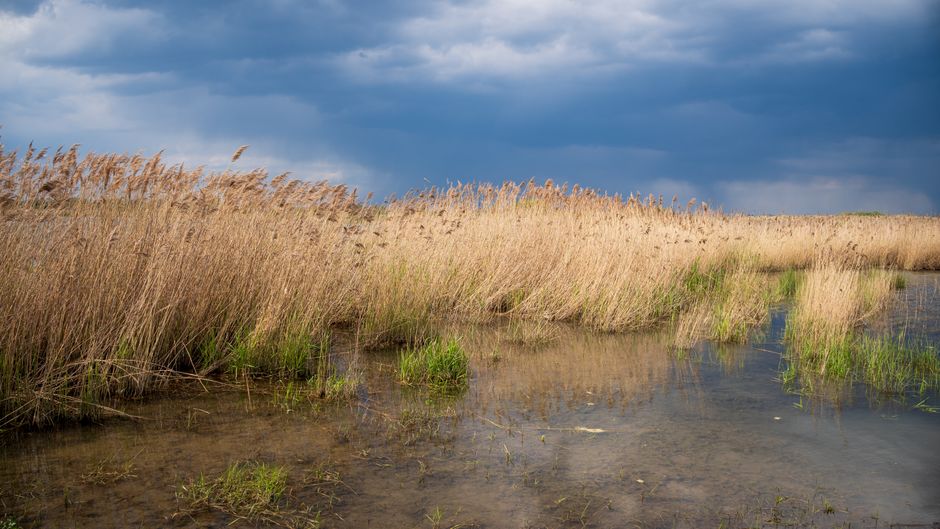 The Language of Reeds: Reading Wind Across a Marsh