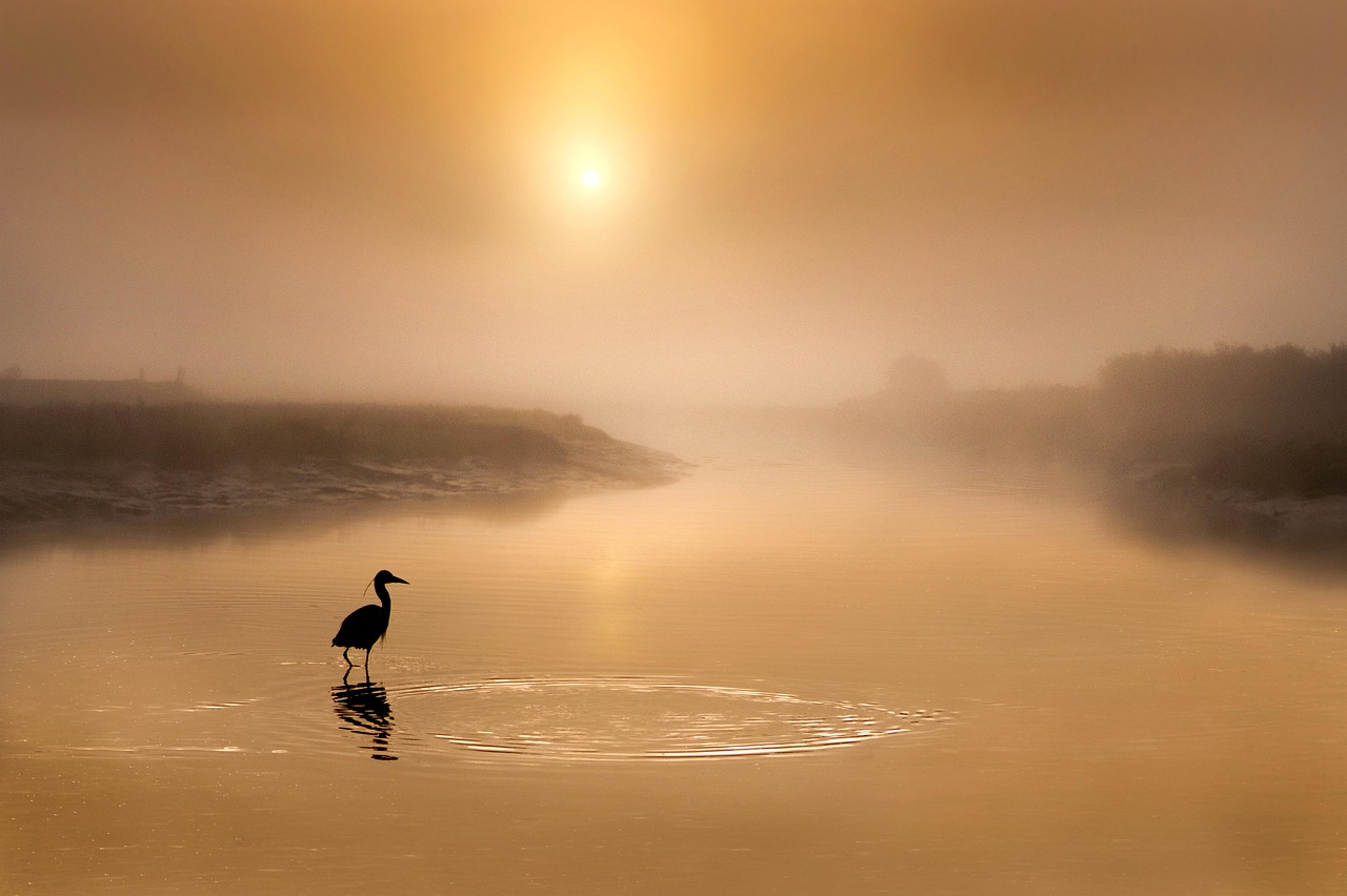 What the Heron Knows About Waiting