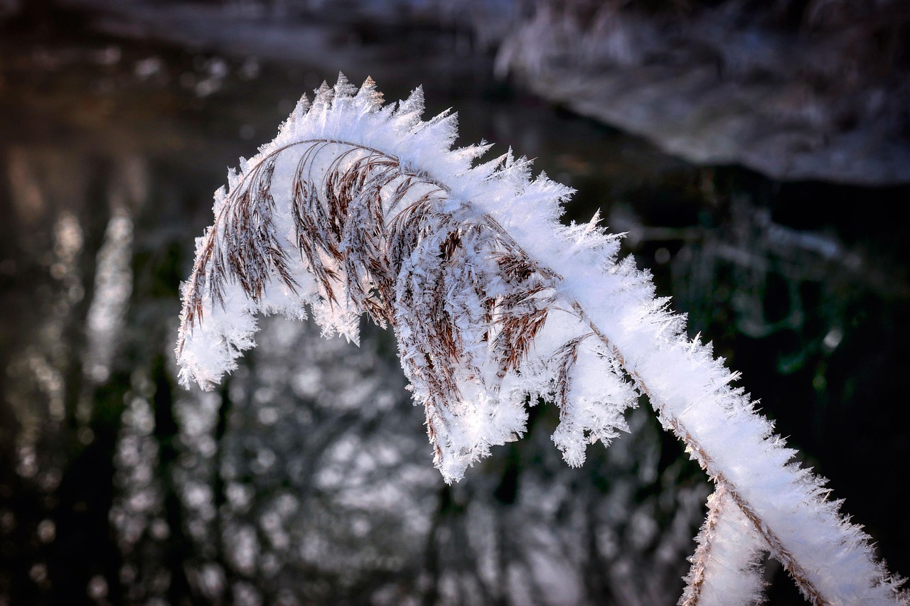 Winter Reeds: The Quiet Season